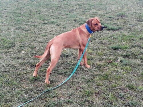 Obojek pro psa oceánová modrá photo review