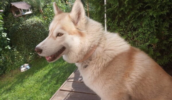 Kožený obojek Uno Luce - 89afd32ea5bdd83c4719eac25