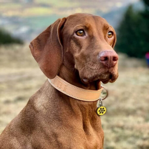 Kožený obojek Uno Luce photo review