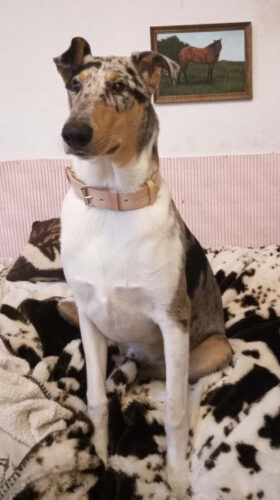 Kožený obojek Uno Luce photo review