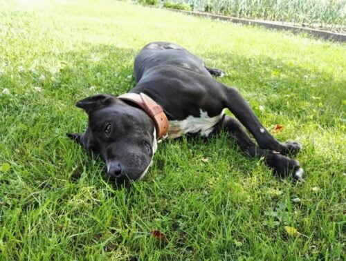 Kožený obojek Uno Luce photo review