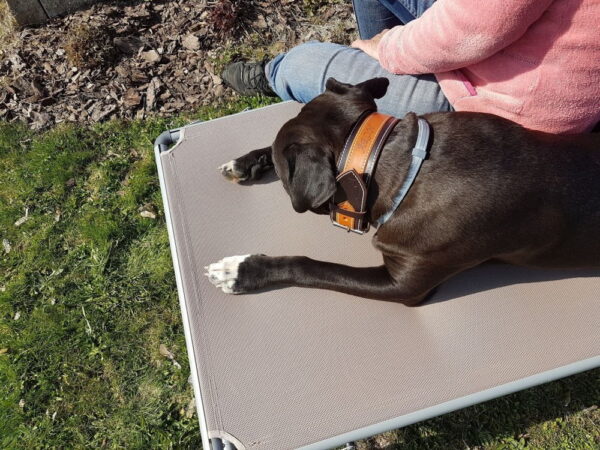 Luxusní kožený obojek Duo Maronero - 956e8ea53faea852ef89681ff