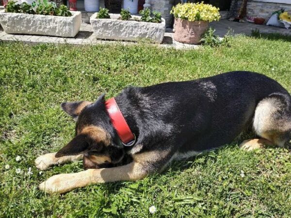 Obojek červený Roso - 9b2d249a16643db3abe0504d5