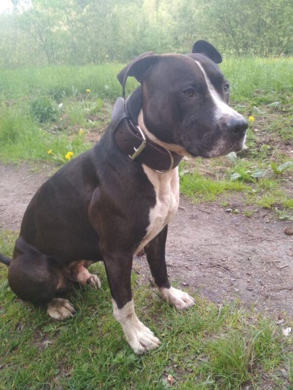 Kožený obojek pro velké psy a obří plemena mahagon - 9d91a78f46beea7224f8a6edb