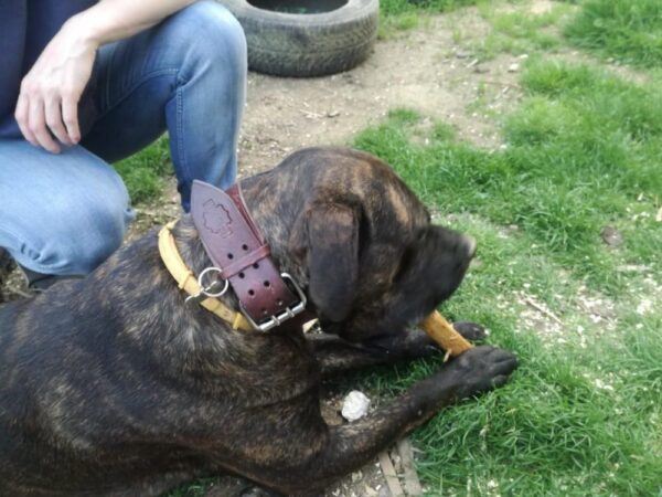 Kožený obojek pro velké psy a obří plemena mahagon - 9e45015a0d19dbf113d49cac1