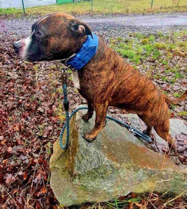 Obojek pro psa oceánová modrá - a003111e0c8a5e4f7ef1e028b