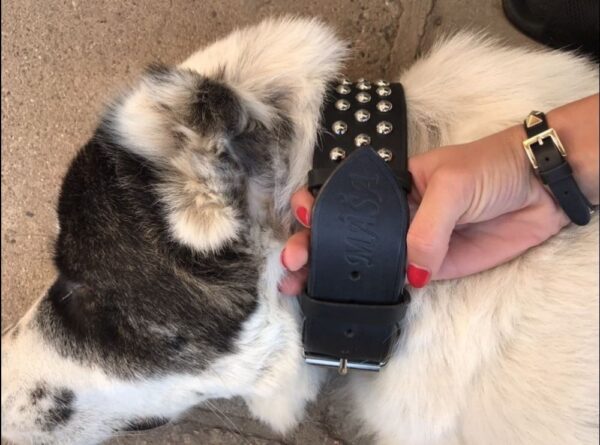 Černý obojek s cvoky - a3c766f5e206161f1272ee787 Černý obojek s cvoky - a3c766f5e206161f1272ee787