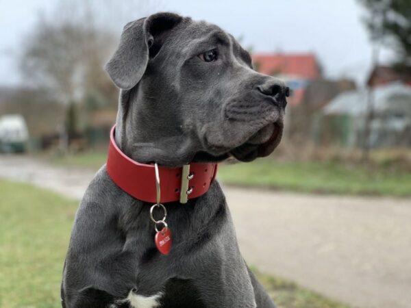 Široký jahodově červený obojek - a3e517ca426b3016d4fdfbd7d