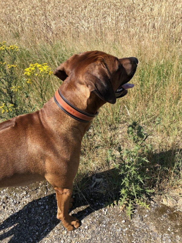 Luxusní kožený obojek Duo Maronero - a438ad5d5a4b0c1c33a411bd7