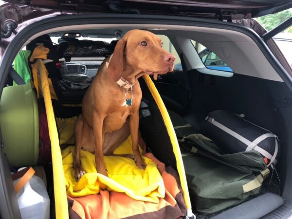 Kožený obojek Uno Luce - a44dfddbef31bcc2f5b1c6bd4