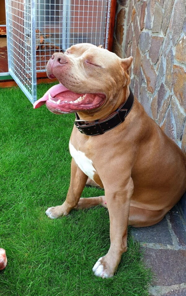 Polostahovací obojek & Martingale obojek - a5845081bf82ff5995babd79f