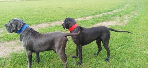 Obojek pro psa oceánová modrá - a8409c5052aa7c0a4c379d956