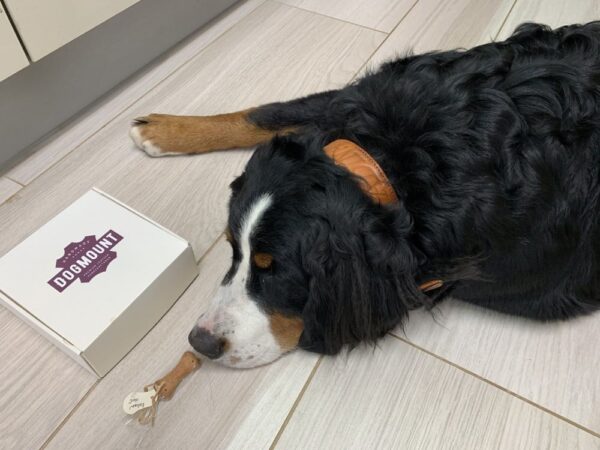 Kožený obojek Uno Brastro světle hnědý - a94331ca279252bb6fc11a0a8