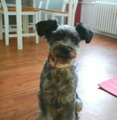 Krásný obojek pro psy Duo Biange photo review