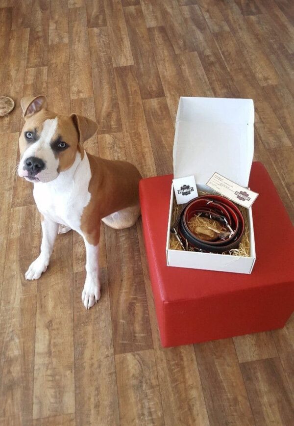 Kožený obojek Duo Rosnero - aedc85887bf4de692cf12afaf