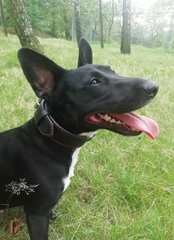 Kožený obojek černý Uno Scuro - b0723146c11df0806f0e7fe8e