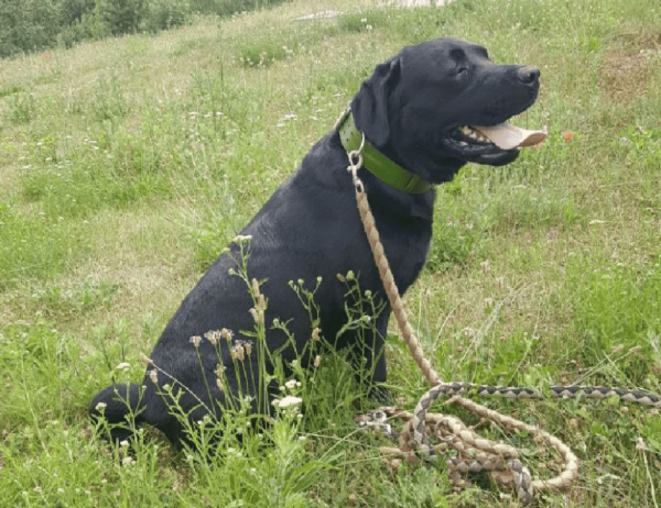 Obojek zelený mechový - b30c239bff16a8e9bf6ddfd8d