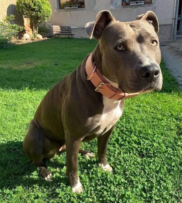 Psí obojek starorůžová - b708be9d7ca1f3e58b3716123