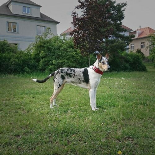 Široký jahodově červený obojek photo review