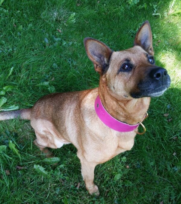 Růžový obojek Uno Rosio - bcfe7170ce1071e1e02dfa8e6