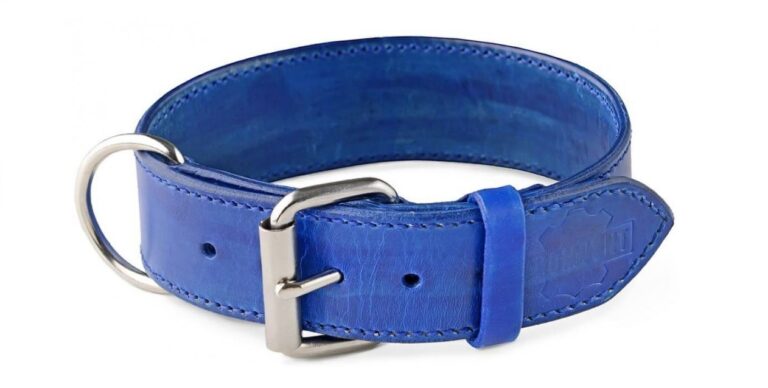 obojek pro psa oceánová modrá