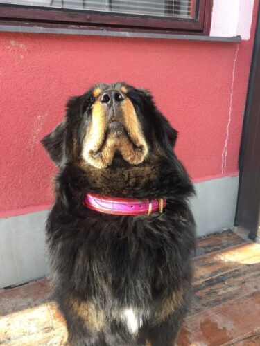 Kožený obojek Duo Rosnero photo review