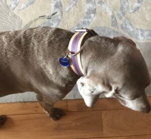 Kožený obojek pro psa Duo Viarosa photo review