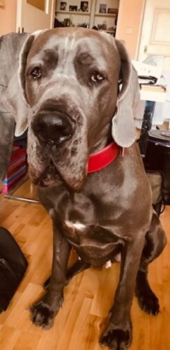 Široký jahodově červený obojek photo review