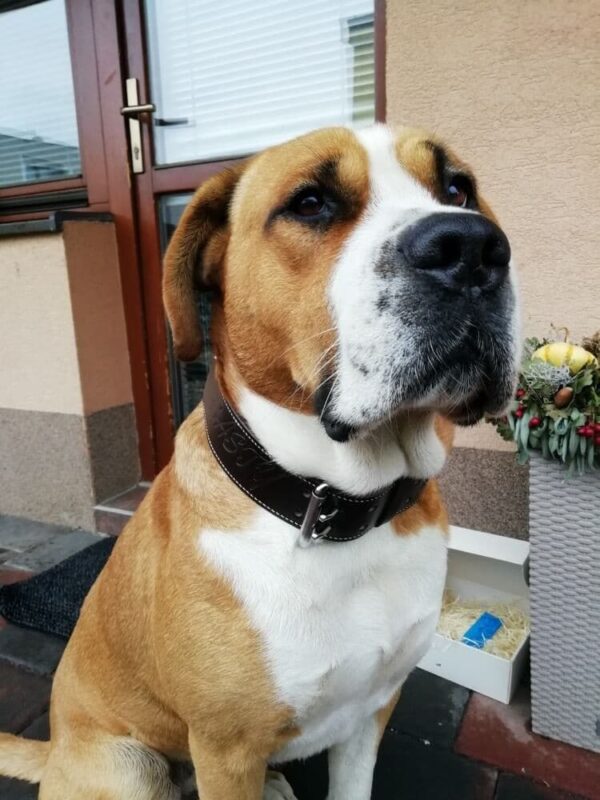 Polostahovací obojek & Martingale obojek - c88db1a301ebbc7109c6d5ec4