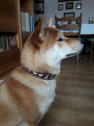 Hnědý kožený obojek Uno Maruro photo review