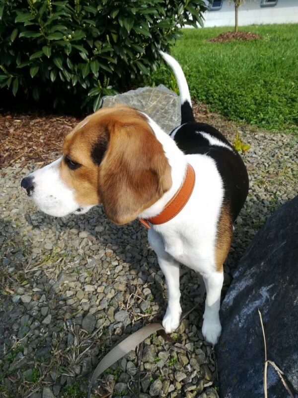 Kožený obojek Uno Brastro světle hnědý - d155763f6ed8e8c854c11dfe7