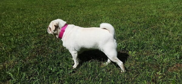 Růžový obojek Uno Rosio - d604009a6743843da44045810