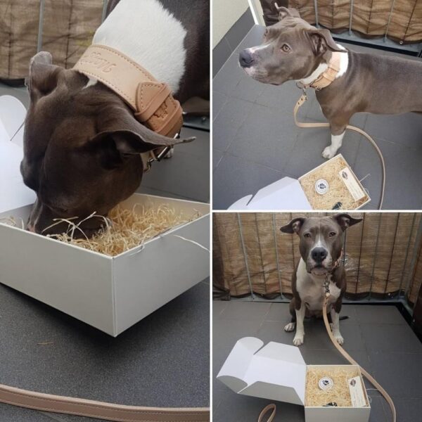 Kožený obojek Uno Luce - d8e5b718c2bb07b9502e4cd9d