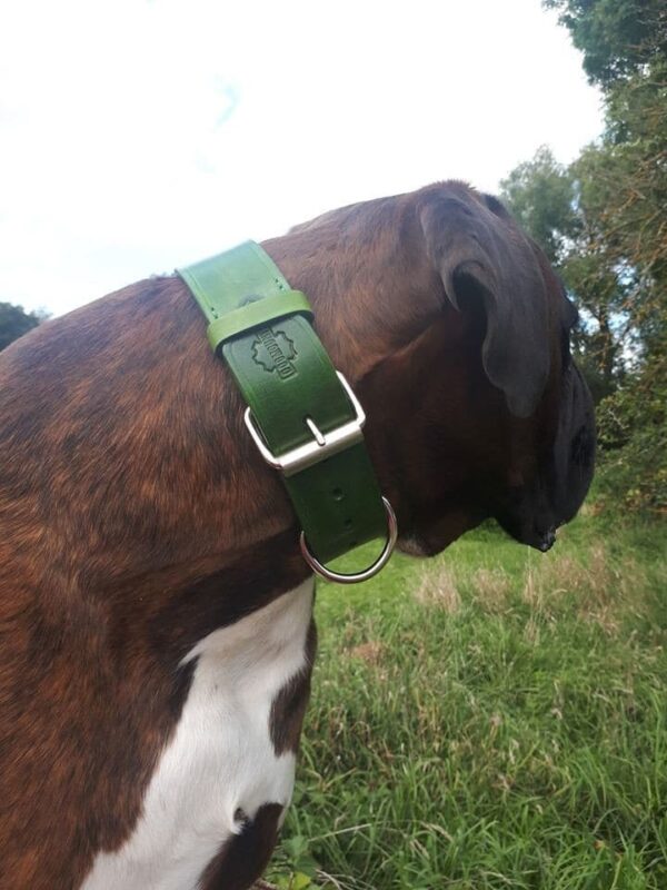 Obojek zelený mechový - d9ba078a6f42aad11eb6238a8