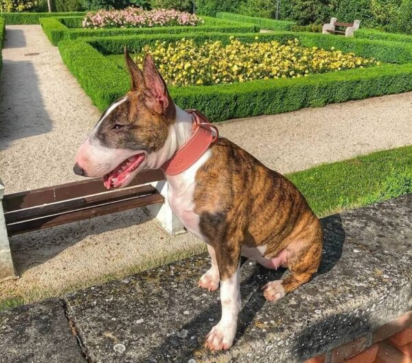 Psí obojek starorůžová - dc30e977b682300b77553c3ca