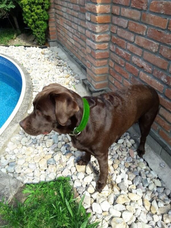 Obojek zelený mechový - e4bb55d9842891d2ec7fbd75d