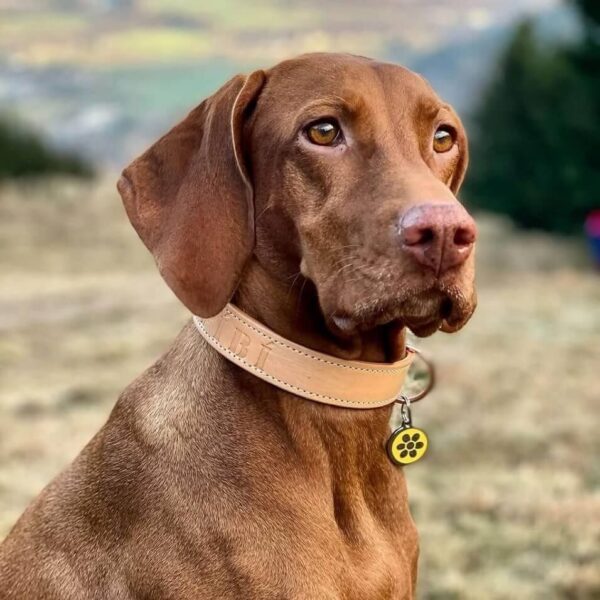 Kožený obojek Uno Luce - e5ae212686aeec840d3396eb0