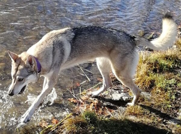 Široký obojek fialový - e89f75b7514e653335d8d4b56