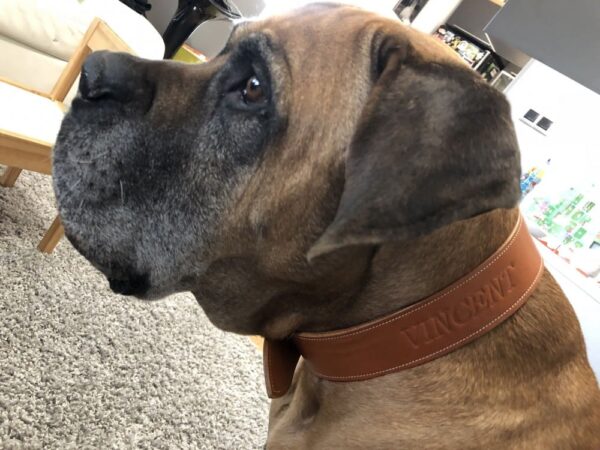 Kožený obojek Uno Brastro světle hnědý - e9d62d984e0cb3aa4520ad39a