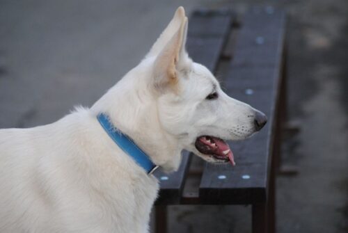 Kožený modrý obojek Uno Ciana photo review