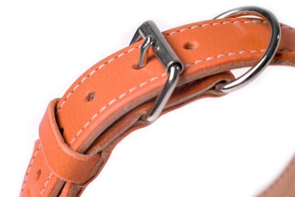 Široký obojek oranžový - ef3ce26a4e2872efc348e344b