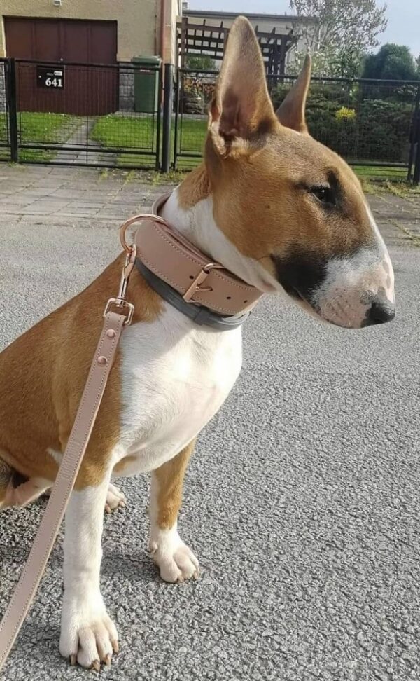 Psí obojek starorůžová - efa26a86752d52f9e4d25123e