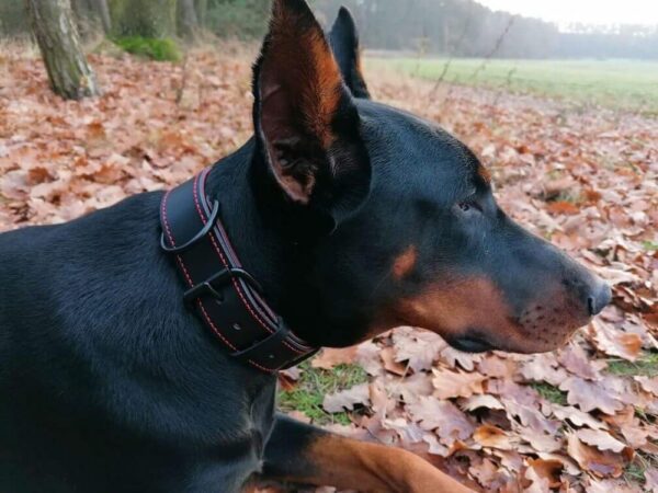 Kožený obojek černý Uno Scuro - f0434ea30588b09d3e4960b67