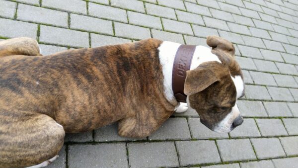 Hnědý kožený obojek Uno Maruro - f13c225c4ee7f9a9ead8e15e4