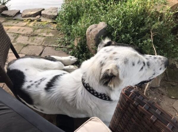 Černý obojek s cvoky - f1ef8aa24acff7a84f204ea9c Černý obojek s cvoky - f1ef8aa24acff7a84f204ea9c