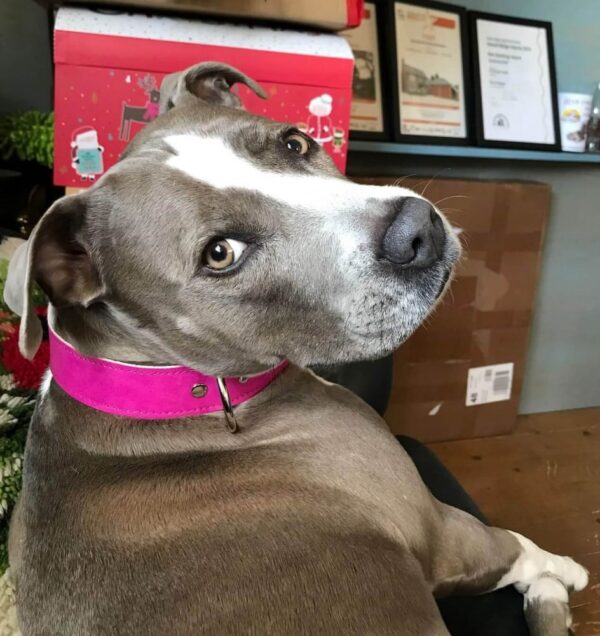 Růžový obojek Uno Rosio - f7f83fff03a382d15ff159eea