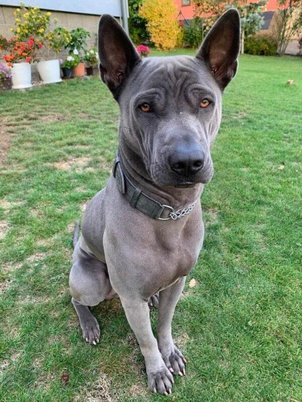 Polostahovací obojek & Martingale obojek - f80e06e5f8642ab1de4b4ed76