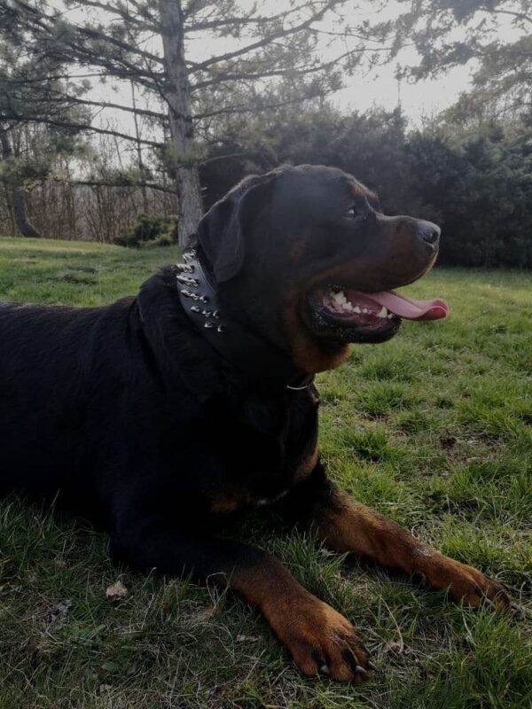 Ostnatý obojek - f9cba2023c4deb1369e2e59bf