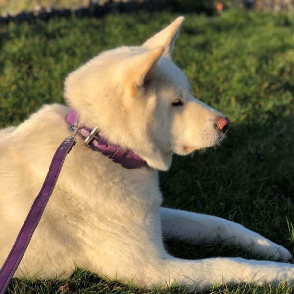 Široký obojek fialový - failovy obojek