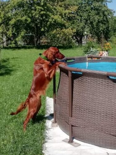 Obojek zelený mechový photo review